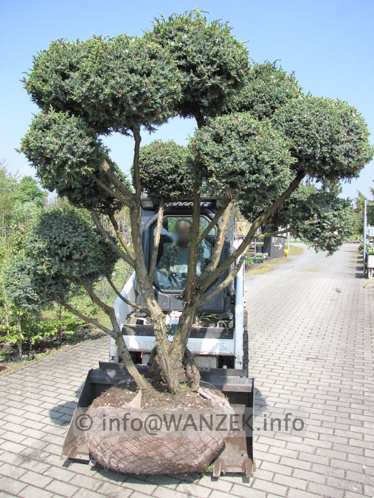 Juniperus chinensis Blue Alps als Formgehoelz 2,5x2m.JPG